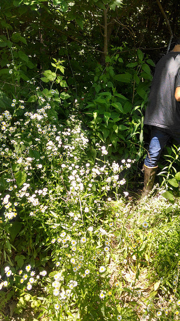 Picking wild raspberries
