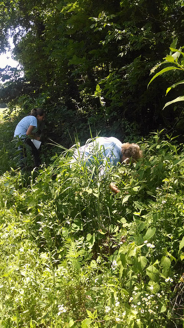 Picking wild raspberries