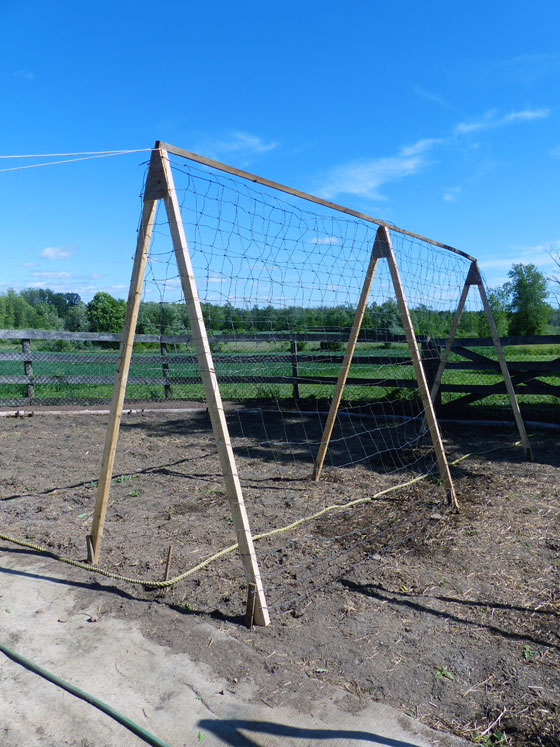 A-frame squash trellis