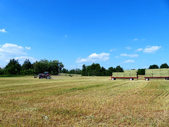 Tractor harvesting blaes of oats