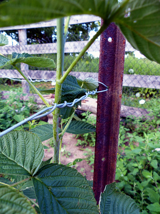 How to build a raspberry trellis
