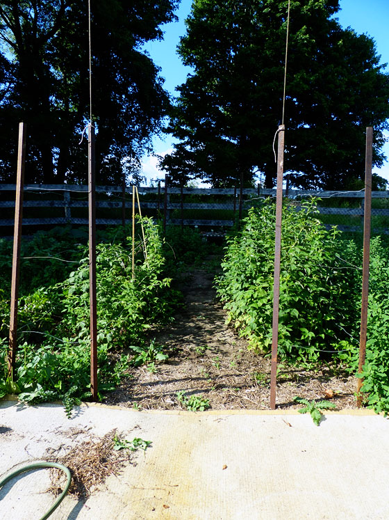 How to build a raspberry trellis