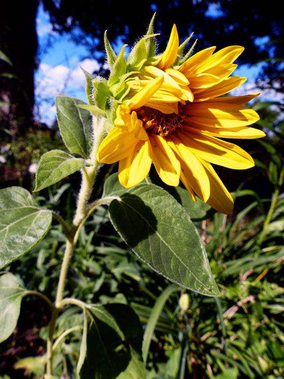 Mini sunflower