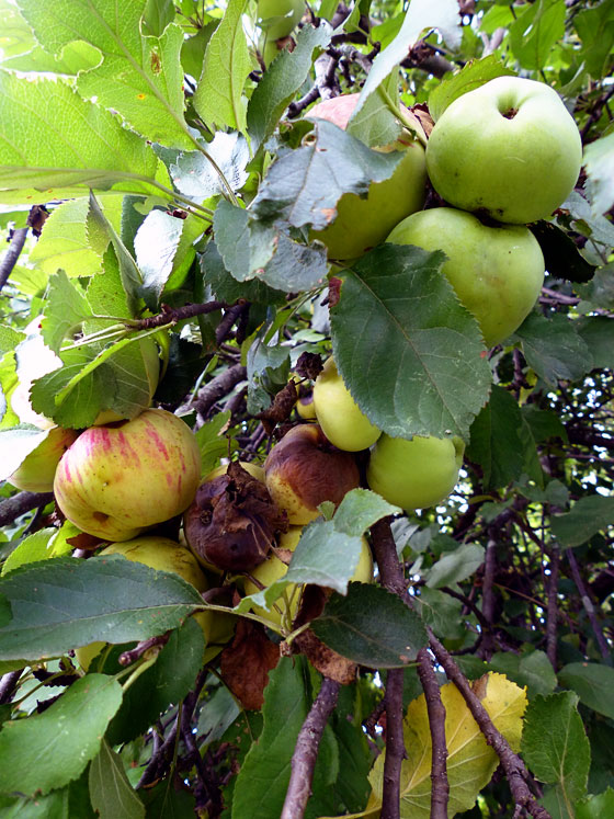 Apples growing wild
