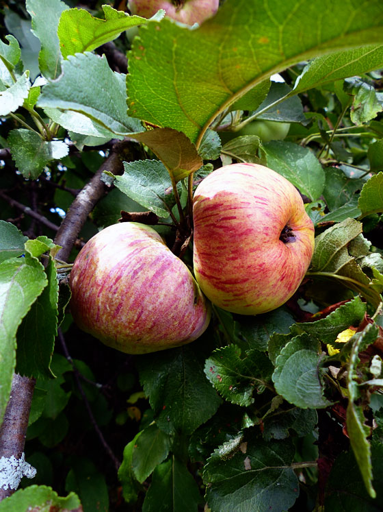 Apples growing wild