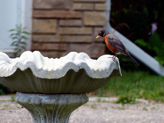 Robin in a birdbath