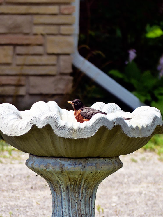 Robin in a birdbath