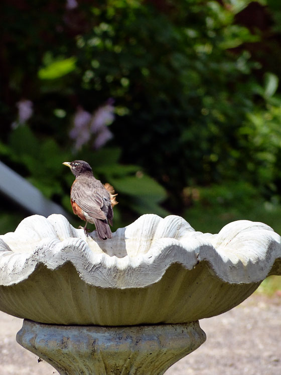 Robin in a birdbath