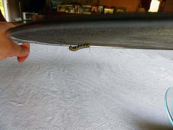 Monarch butterfly caterpillar