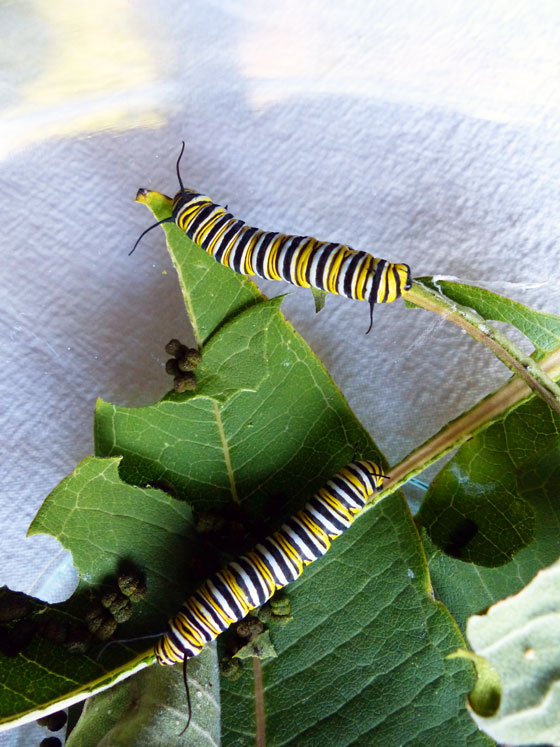 Monarch butterfly caterpillars
