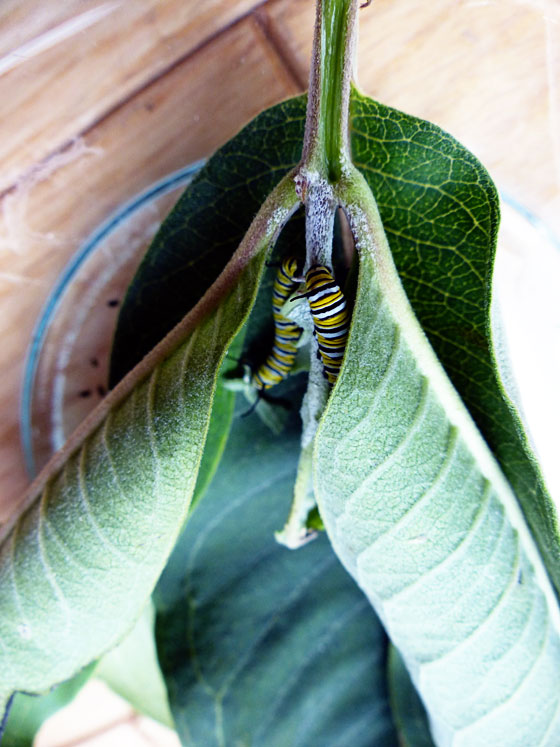 Monarch caterpillars eating milkweed leaves