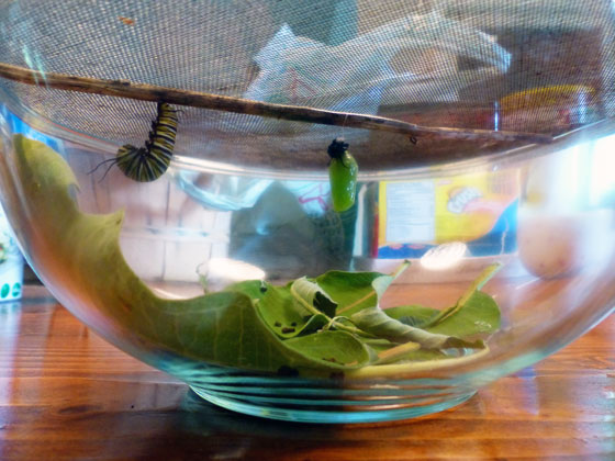 Monarch butterfly chrysalis