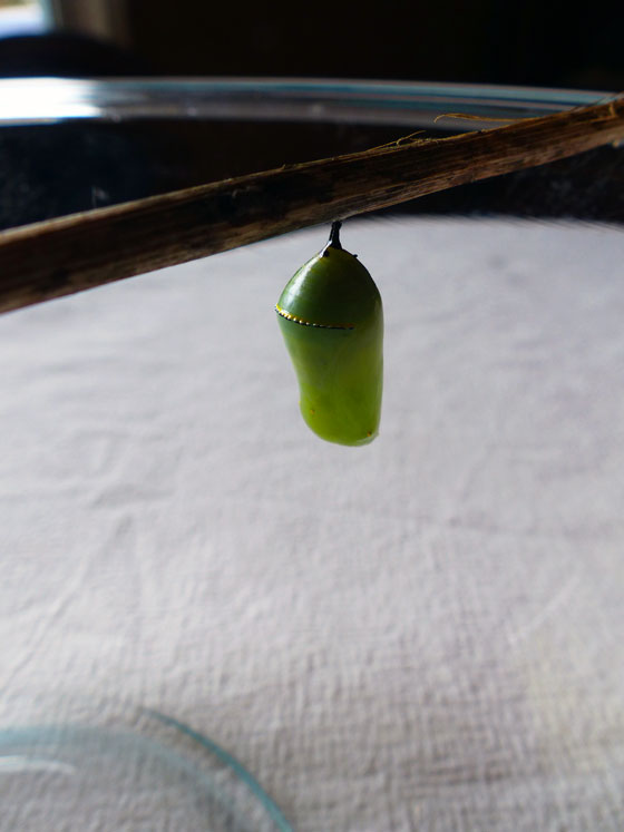 Monarch butterfly chrysalis