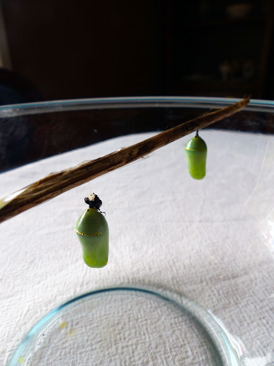 Monarch butterfly chrysalis