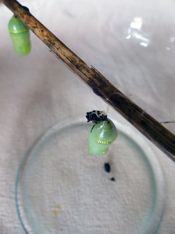 Monarch butterfly chrysalis