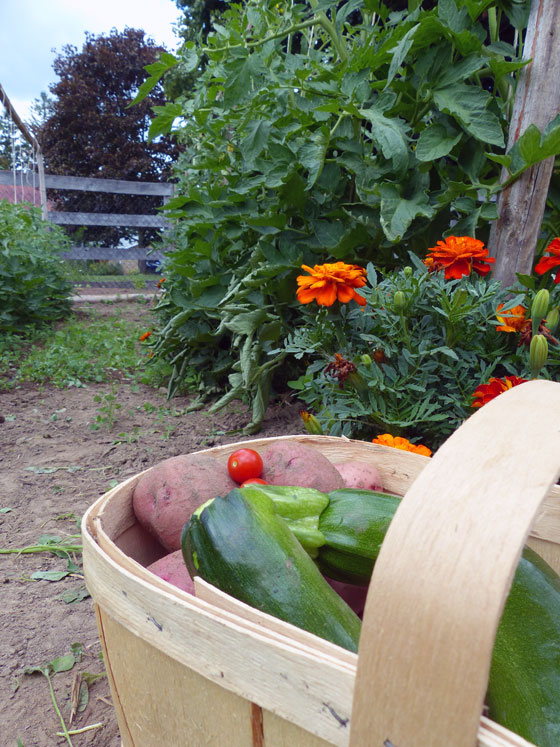 Basket of potatoes and zuccini in front of marigolds in the vegetable garden