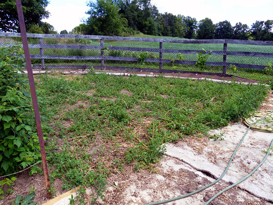 Weedy section of garden