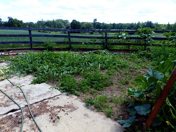 Watermelon vines growing in the garden