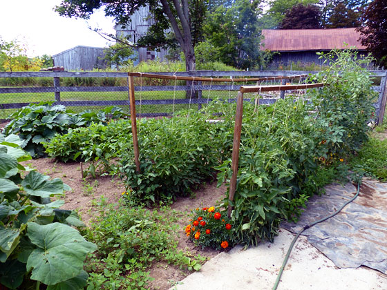 Vegetable garden