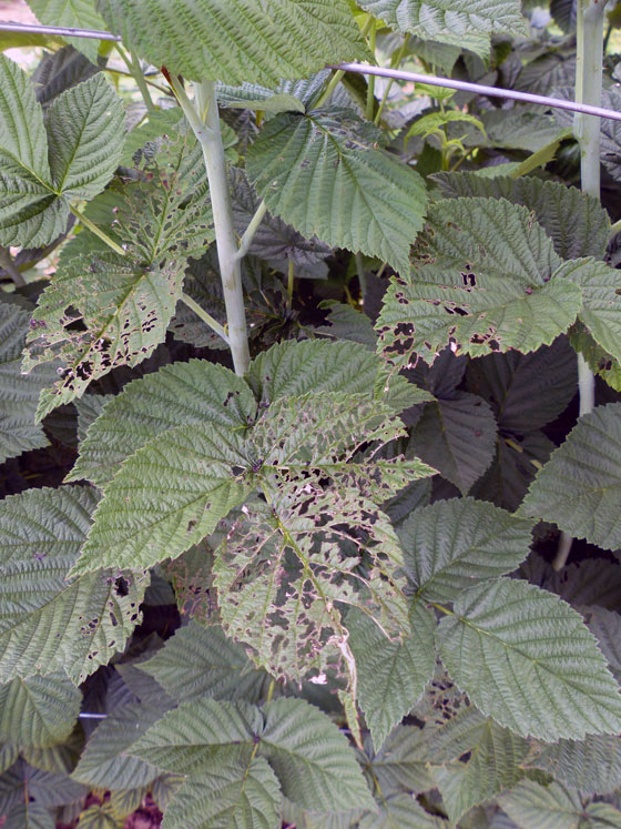 Japanese beetle damage on raspberry canes
