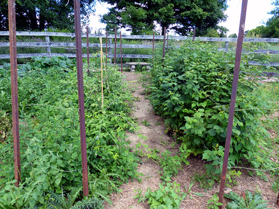 Two rows of raspberries