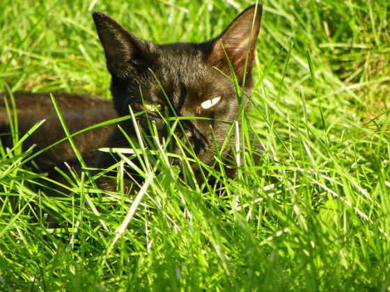 Black cat in the grass