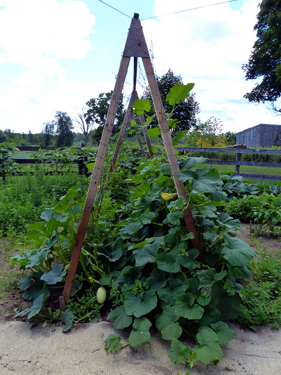 Squash growing up an A-frame trellis