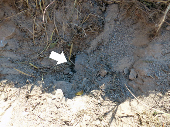 Old sump pump discharge line