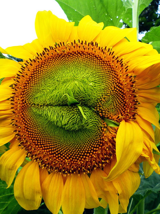 Sunflower puckered up for a kiss