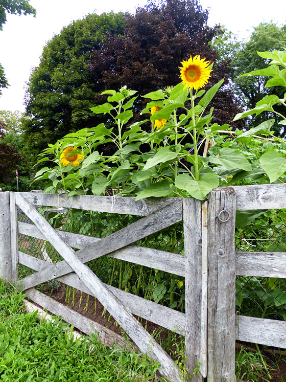 Sunflowers on the weathered wood fence