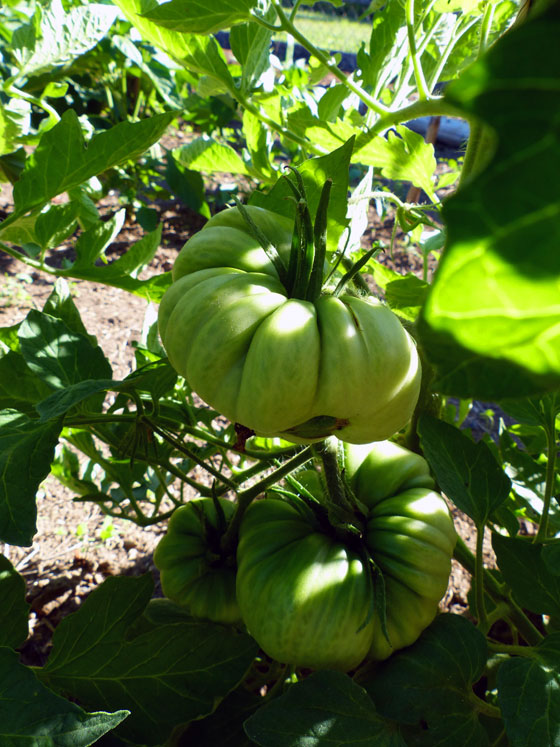 Sicilian Saucer tomatoes