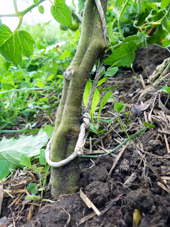 How to train tomato plants to grow up a string