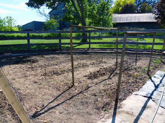 How to build a simple tomato trellis from 2x2s