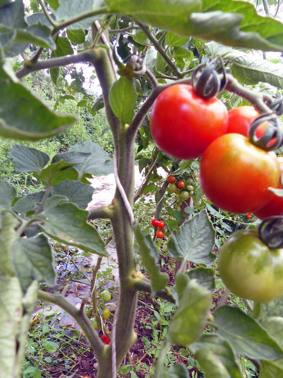 How to train tomato plants to grow up a string