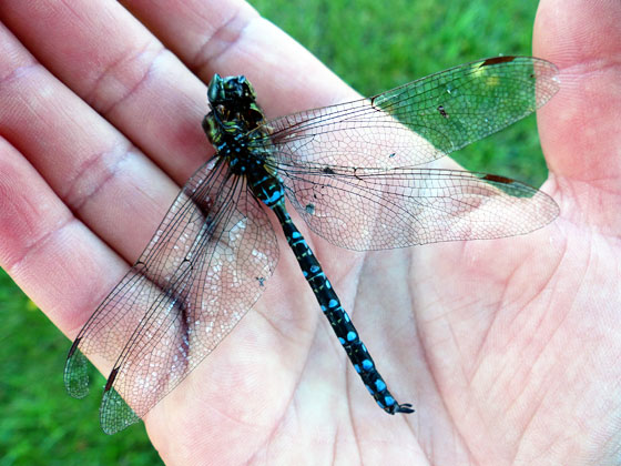 Dragonfly