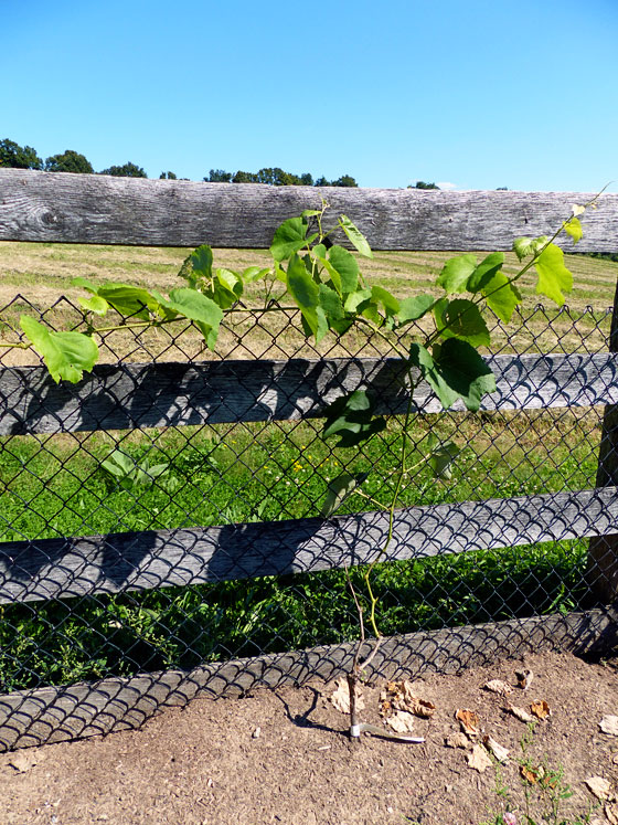 First year grape vines