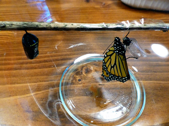 Newly hatched Monarch butterfly