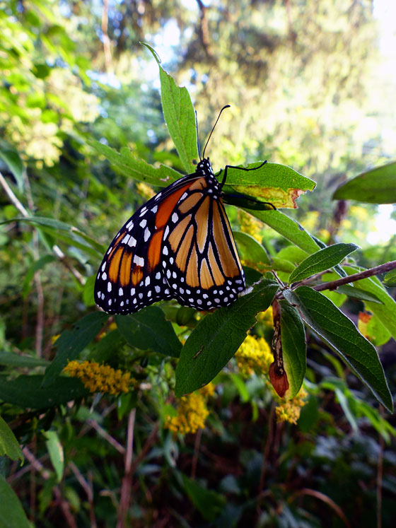 Monarch butterfly