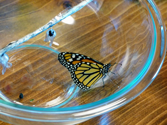 Monarch butterfly in a glass bowl