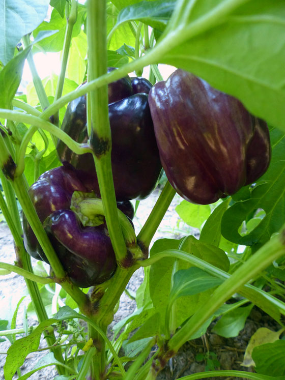 Purple peppers