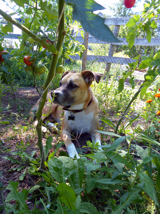Baxter in the garden