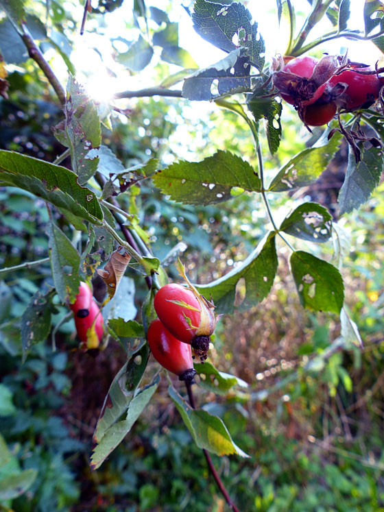 Rosehips