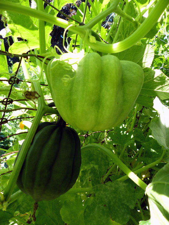 Acorn squash