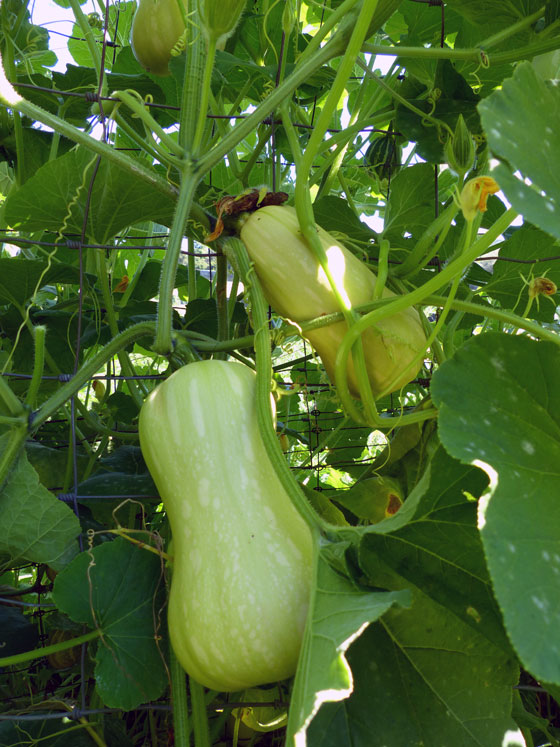 Butternut squash
