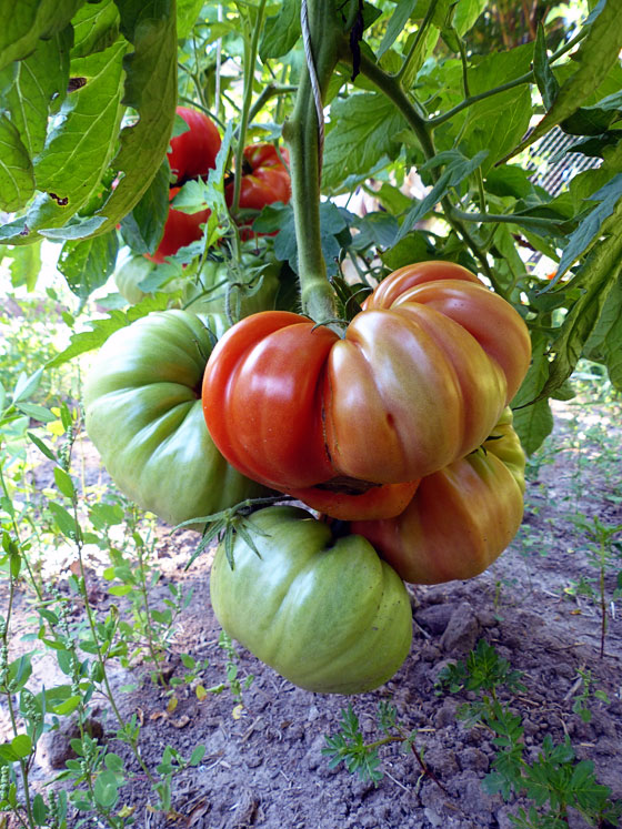 Sicilian Saucer tomatoes