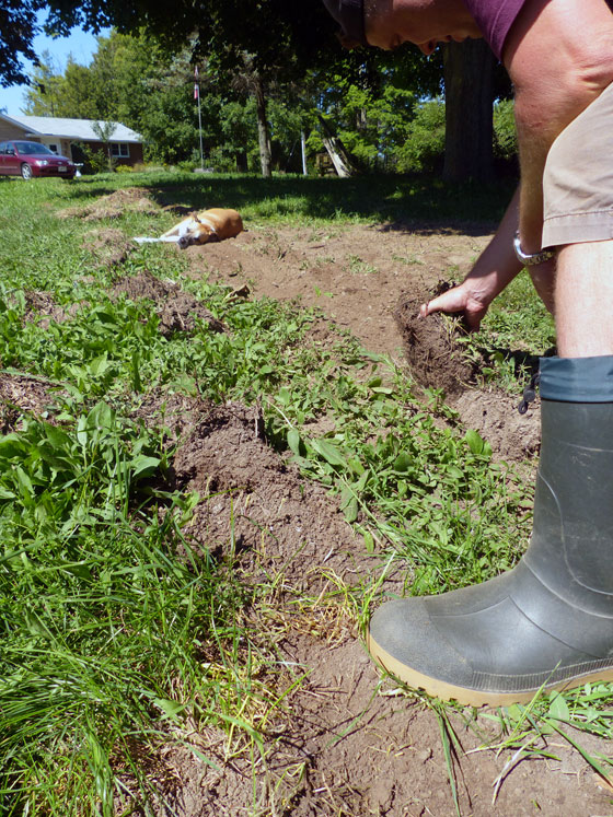 Baxter lying in the dirt