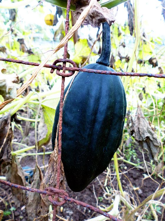 Elongated acorn squash