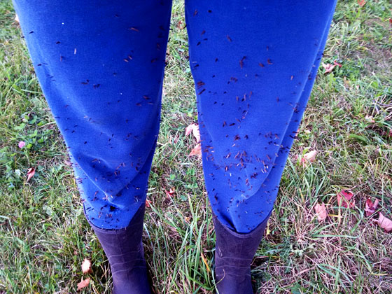 Pants covered in prickles