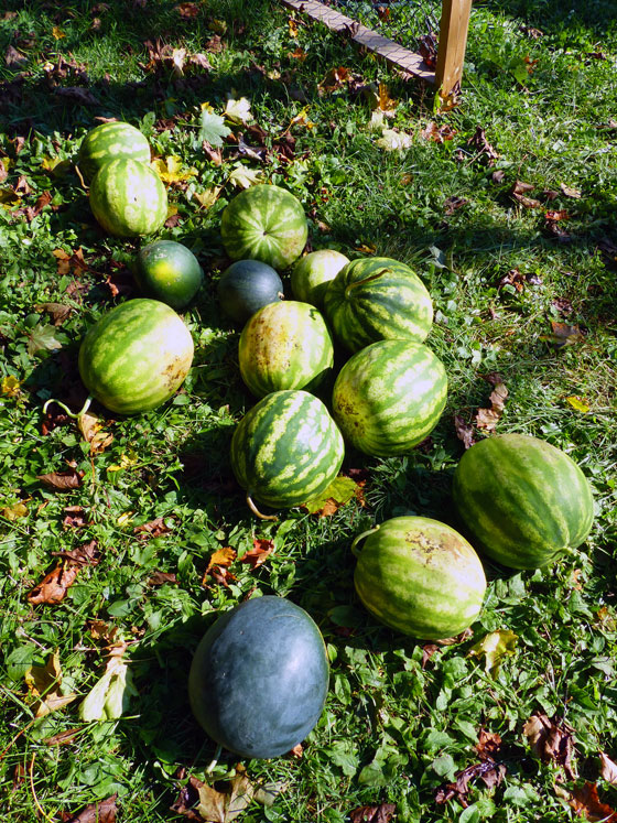 Watermelon harvest fall 2016