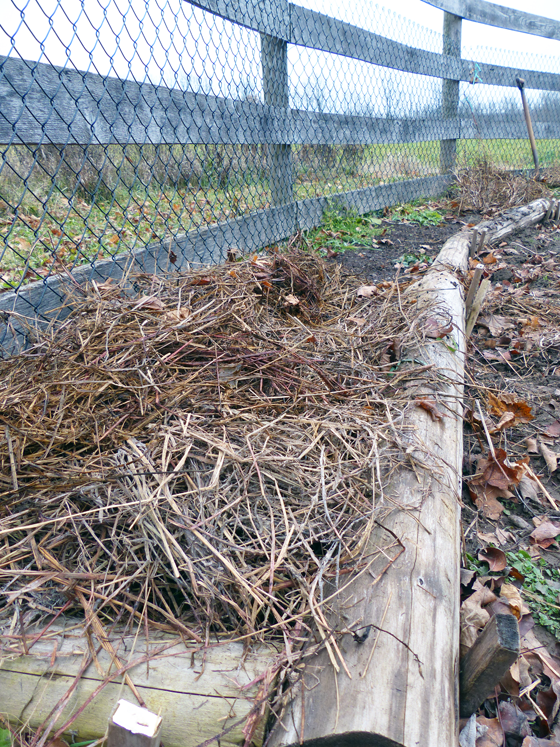 Straw mulch in the vegetable garden